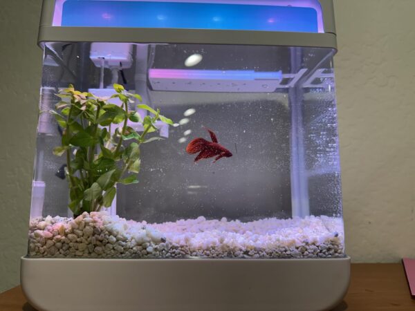 Limited Time Deals 44% Off on Fish Tank Aquarium - Image 2